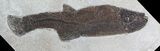 Notogoneus Fossil Fish (Scarce Species) - Wyoming #47551-1
